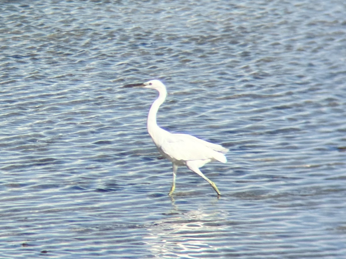 Swinhoe Ak Balıkçılı - ML647337640