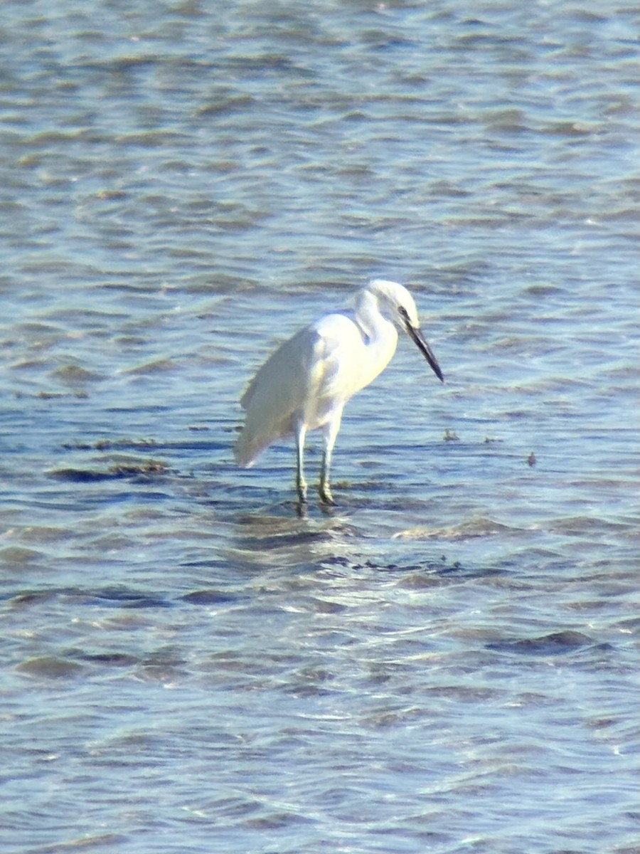 Swinhoe Ak Balıkçılı - ML647337641