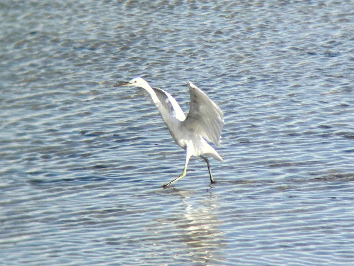 Swinhoe Ak Balıkçılı - ML647337642