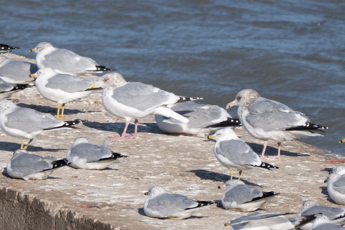 שחף בלתי-מזוהה - ML647337644