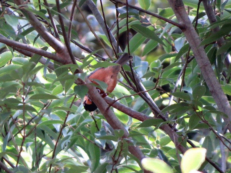 Гаїчка японська - ML647337645