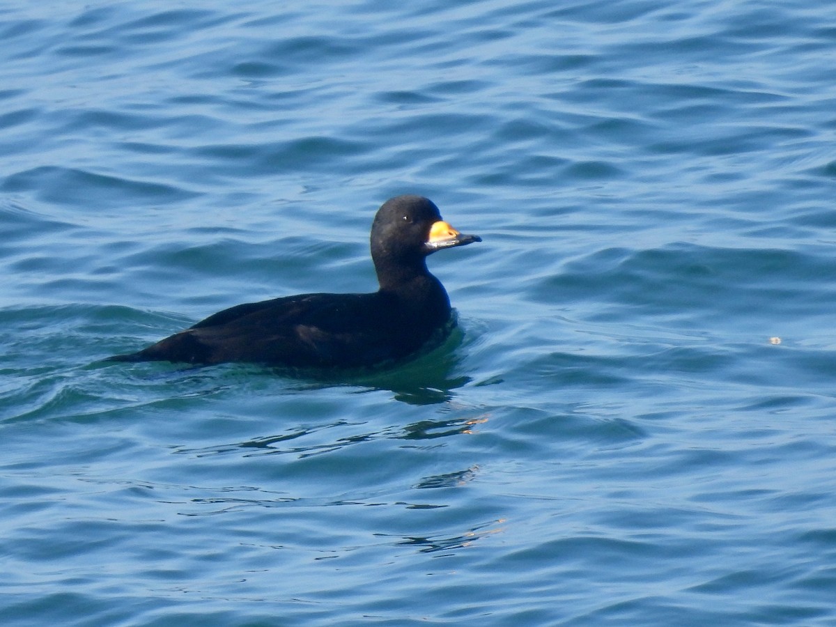 Amerika Kara Ördeği - ML647337646