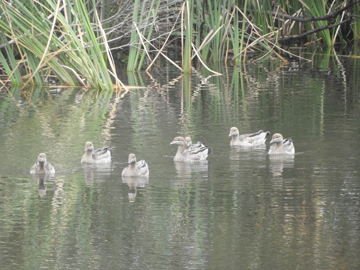 Качка гриваста - ML647337647