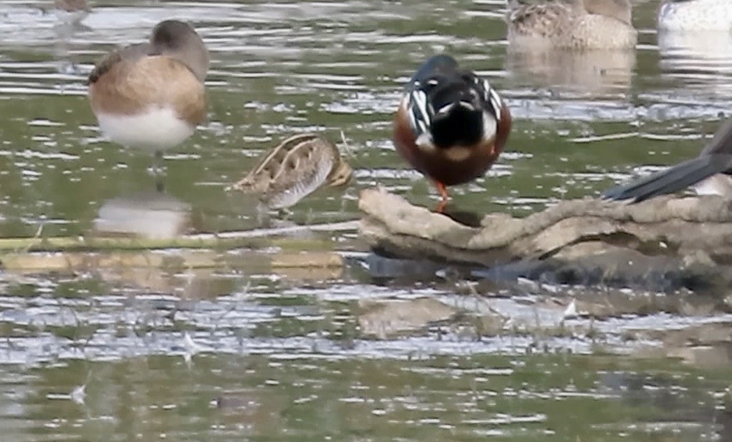 חרטומית אמריקנית - ML647337649