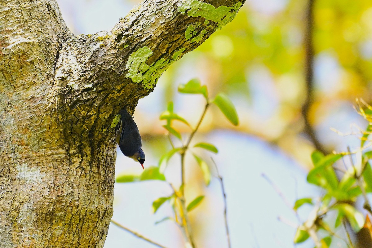 Повзик червонодзьобий - ML647337650