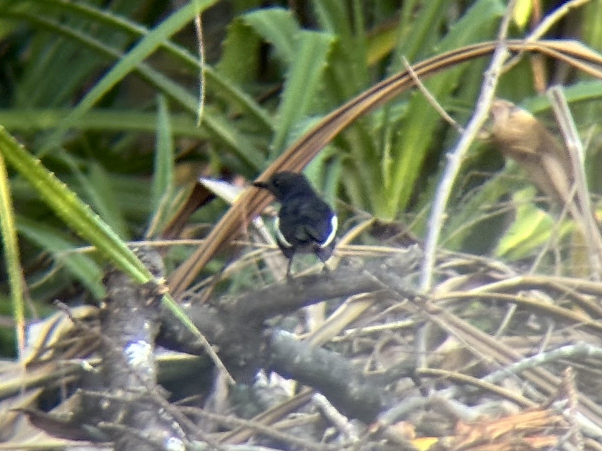 Шама філіпінська - ML647337652