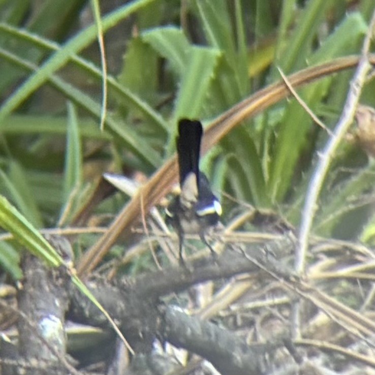 Шама філіпінська - ML647337653