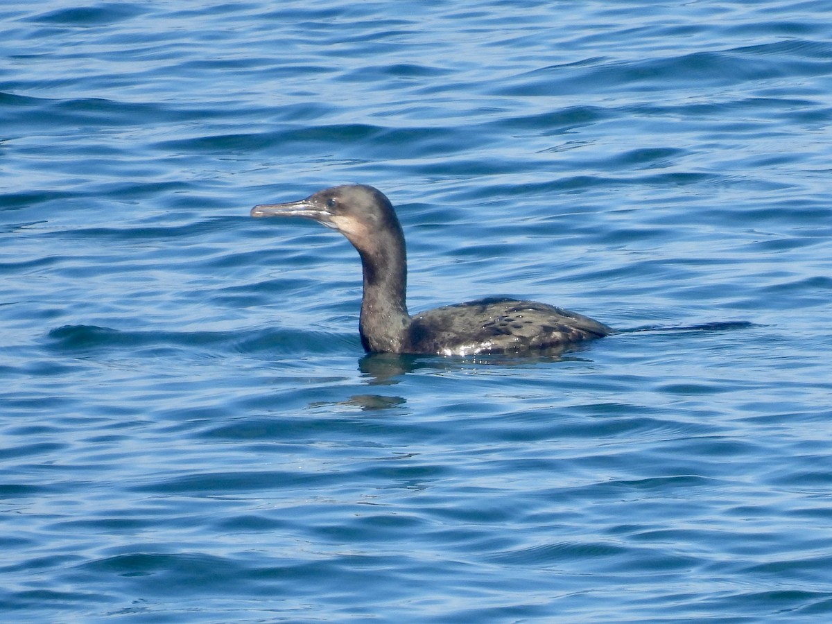 Баклан синьогорлий - ML647337654