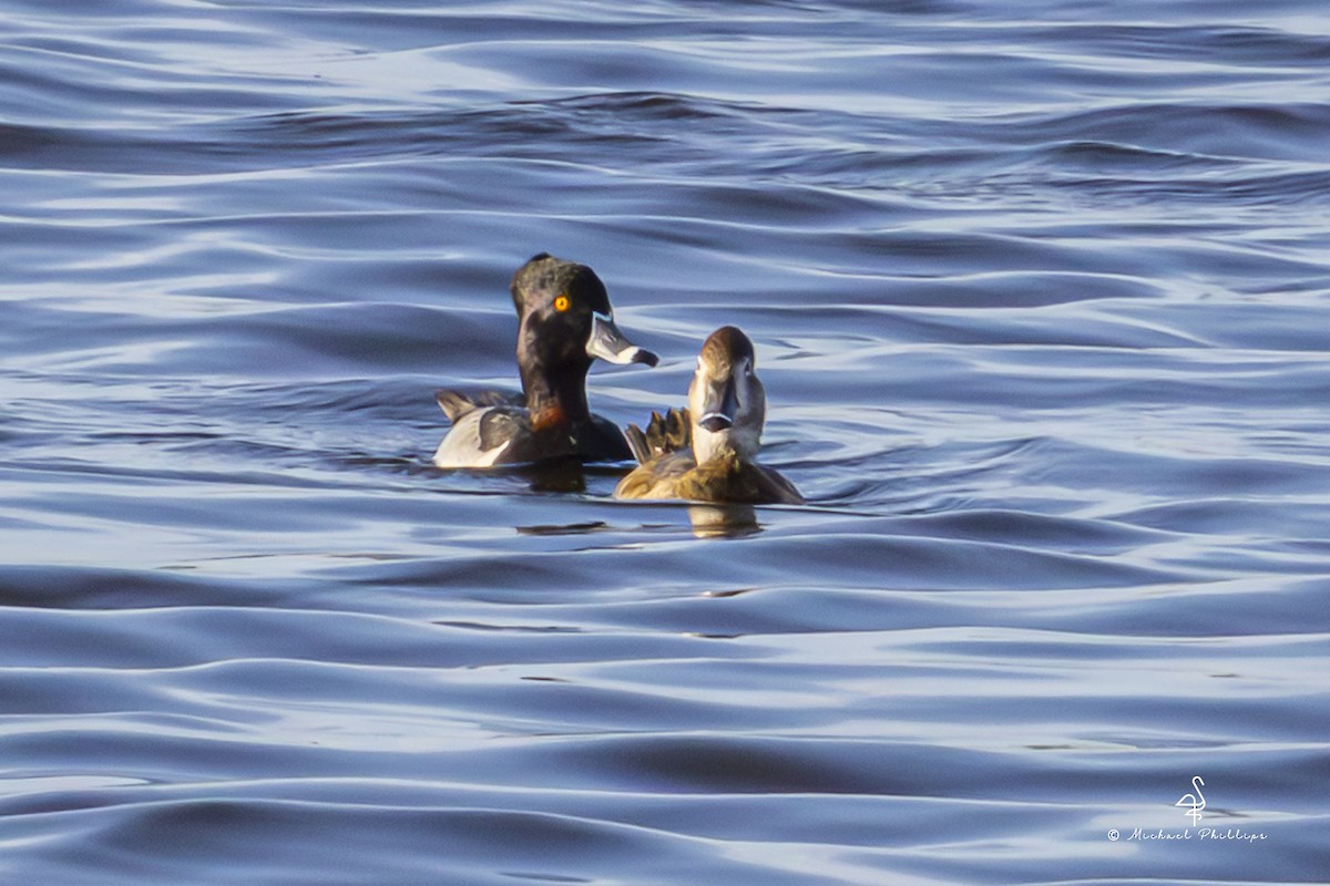 Чернь канадська - ML647337665