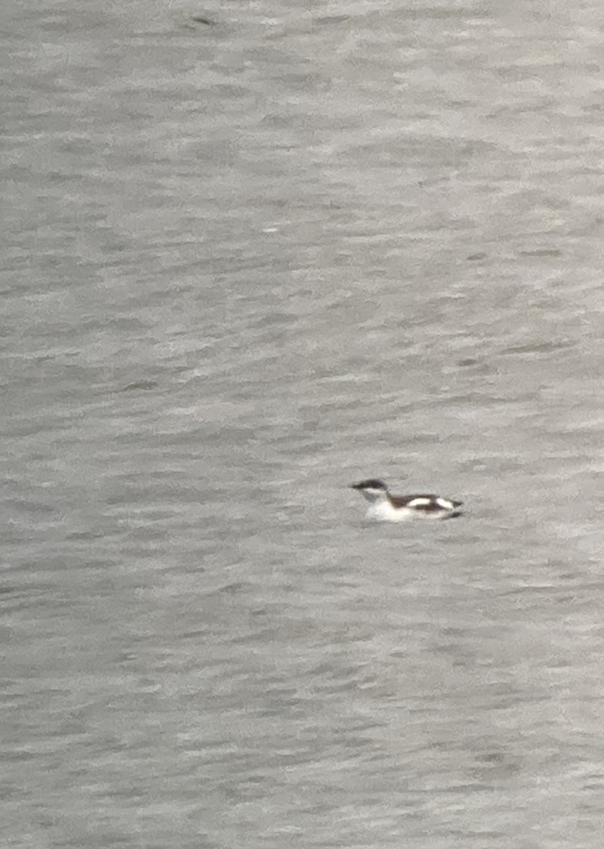 Пижик довгодзьобий - ML647337666