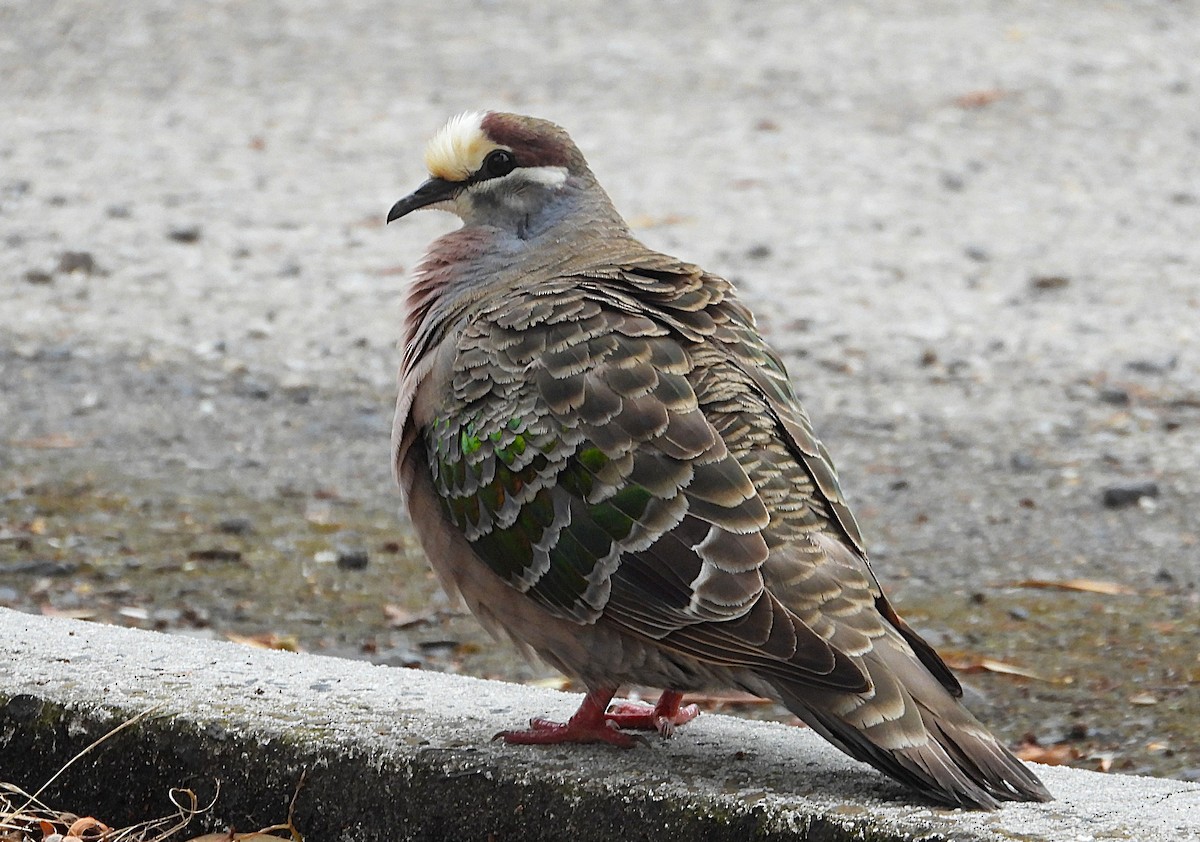 Фапс білогорлий - ML647337671