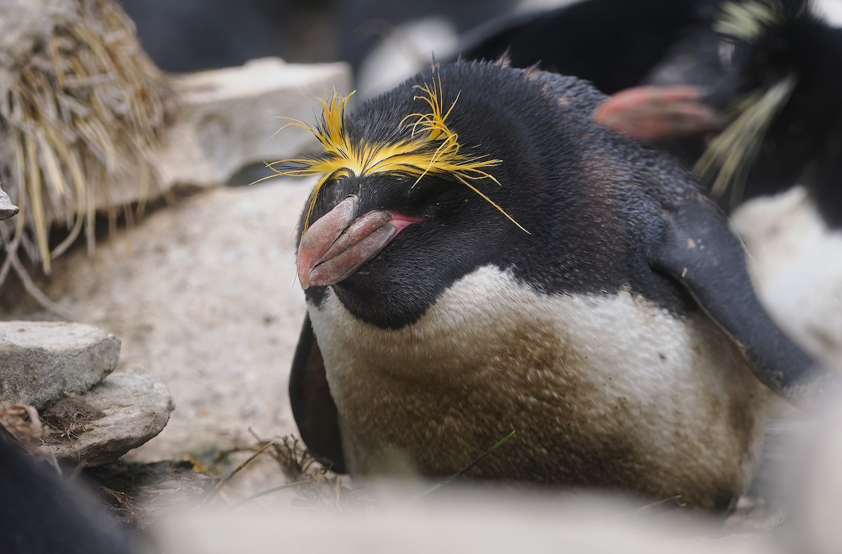 Пінгвін золотоволосий - ML647337672