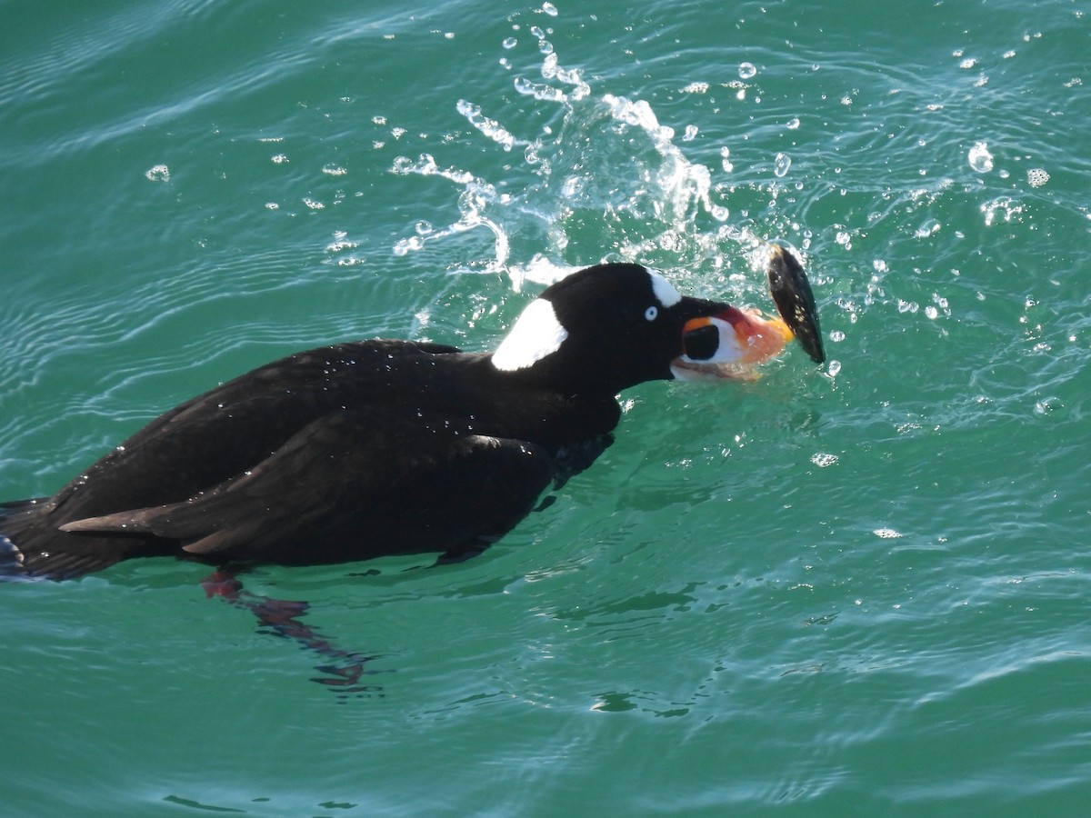 Турпан білолобий - ML647337674