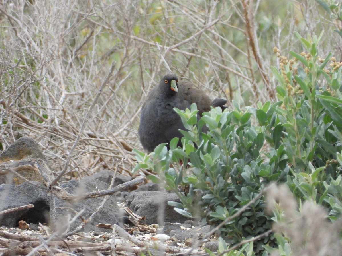 Курочка чорнохвоста - ML647337675