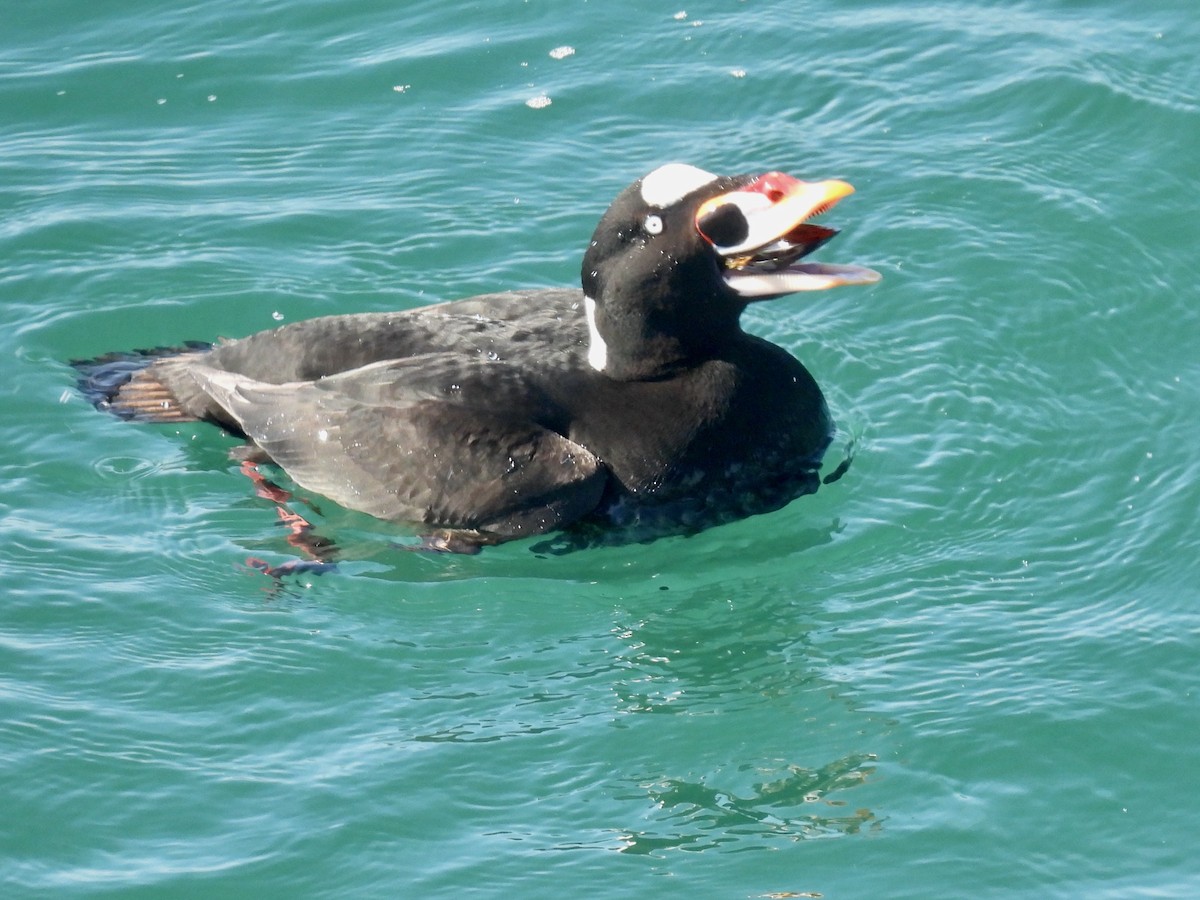 Турпан білолобий - ML647337676