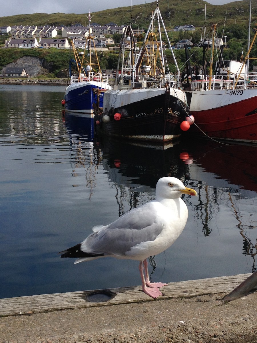 Мартин сріблястий - ML647337678