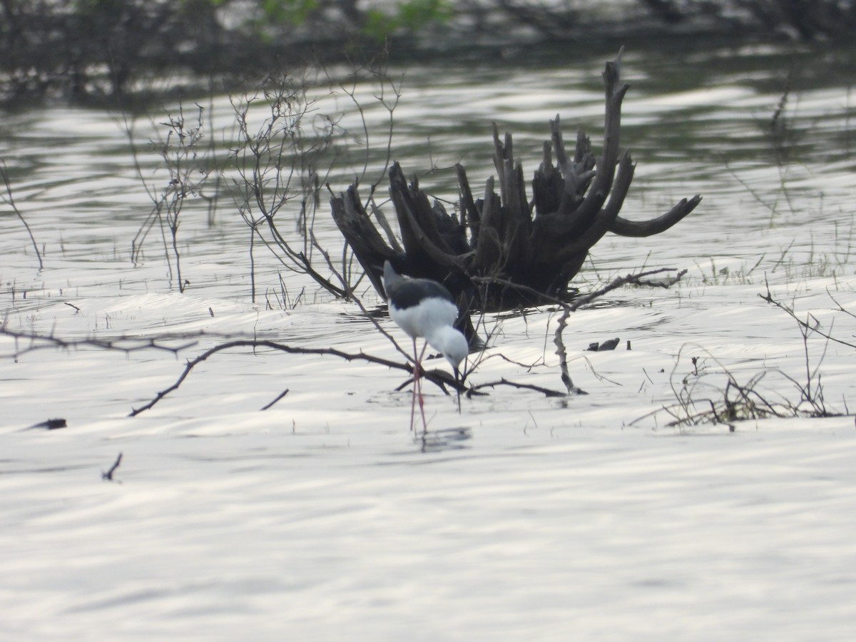 Кулик-довгоніг чорнокрилий - ML647337679