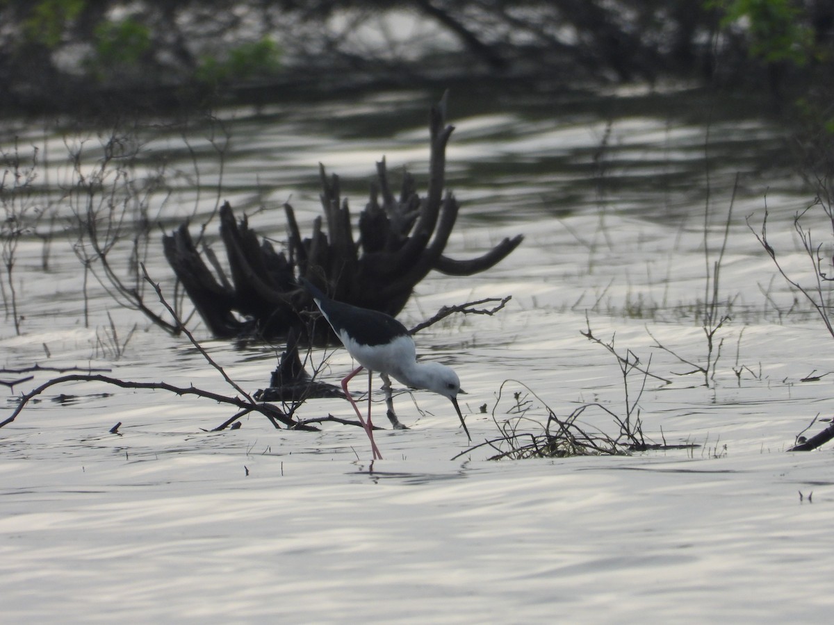 Кулик-довгоніг чорнокрилий - ML647337680