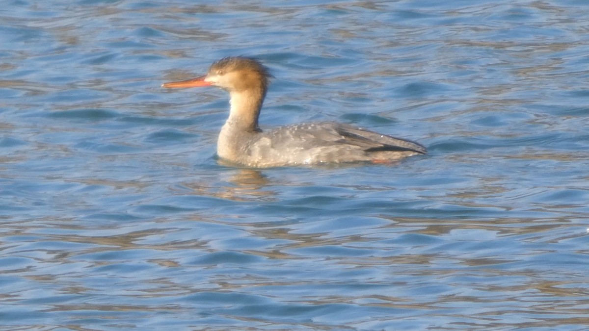 Крех середній - ML647337700