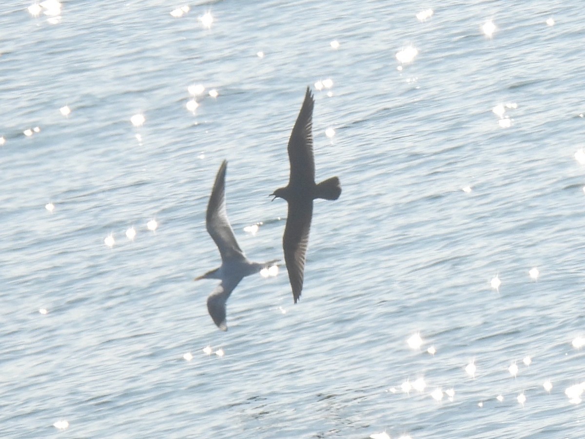 Мартин червонодзьобий - ML647337701