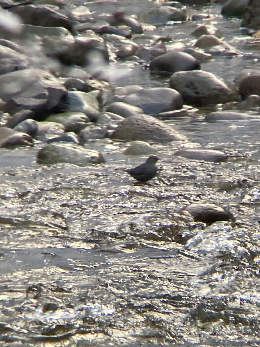 Пронурок сірий - ML647337703