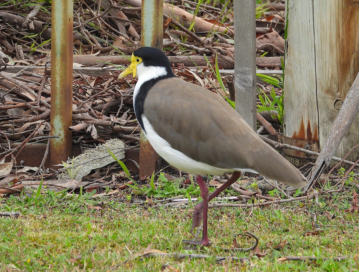Чайка білошия - ML647337706