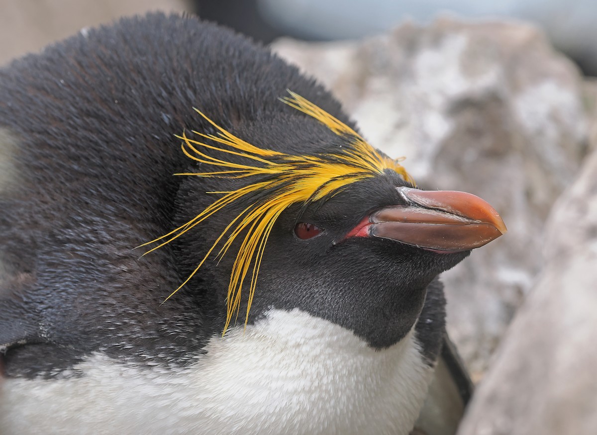 Пінгвін золотоволосий - ML647337709