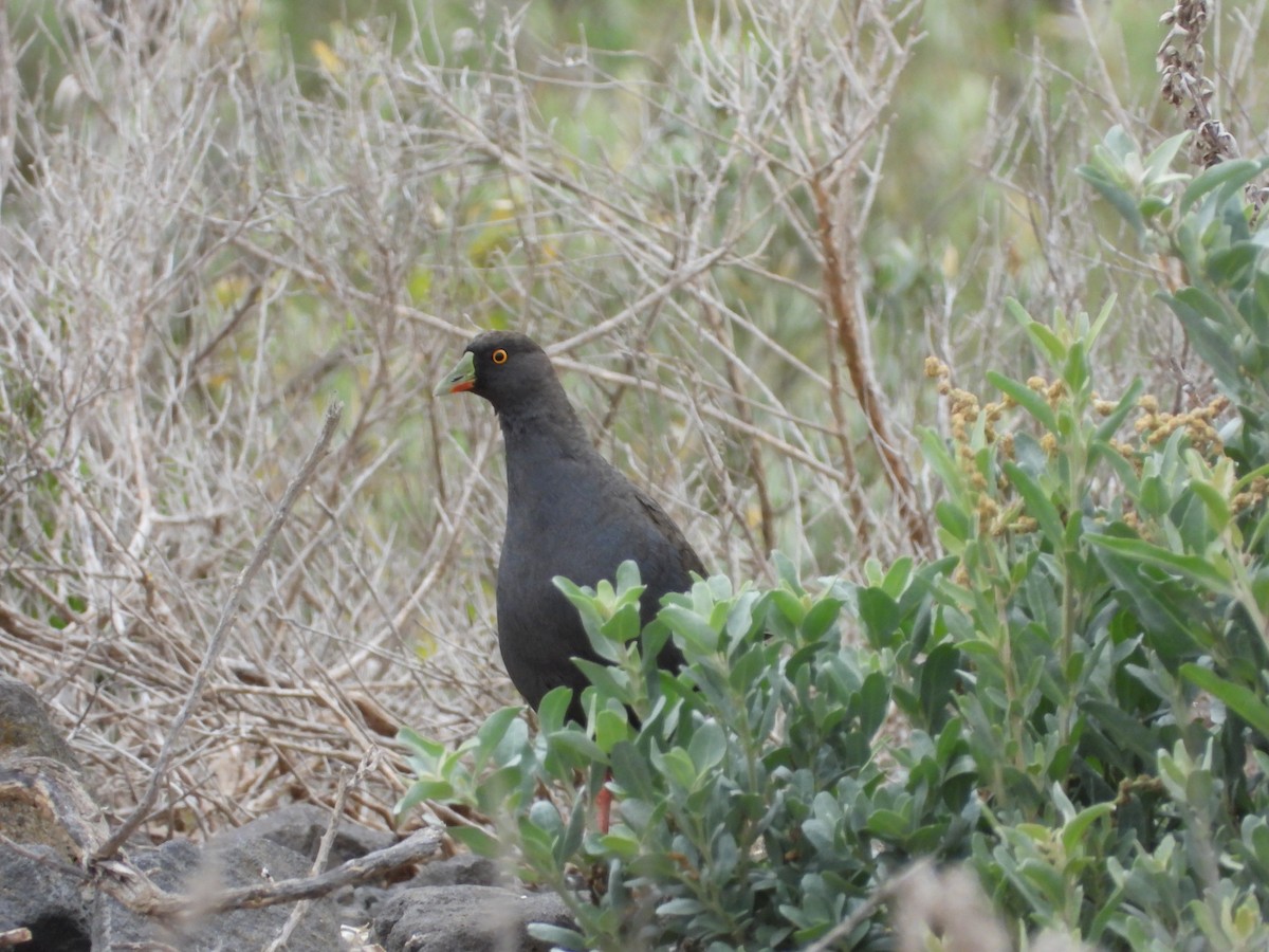 Курочка чорнохвоста - ML647337713