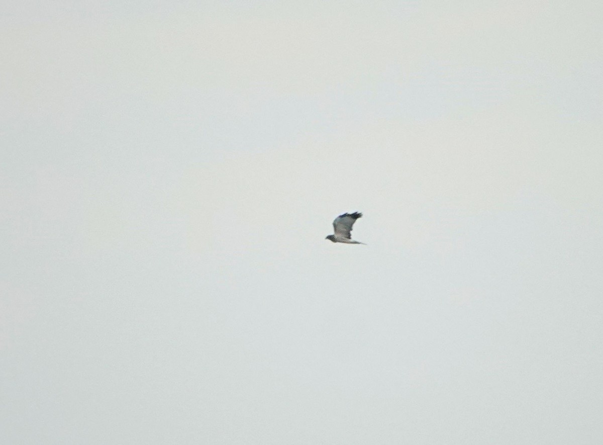 Лунь китайський - ML647337714