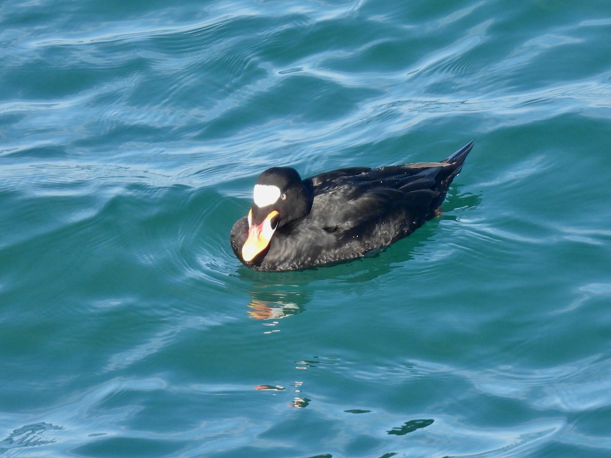 Турпан білолобий - ML647337715