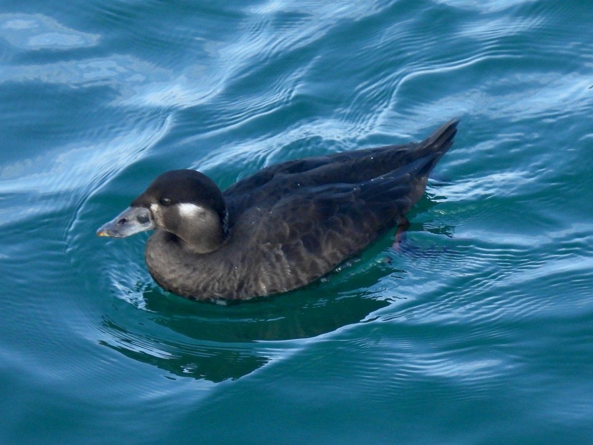 Турпан білолобий - ML647337717