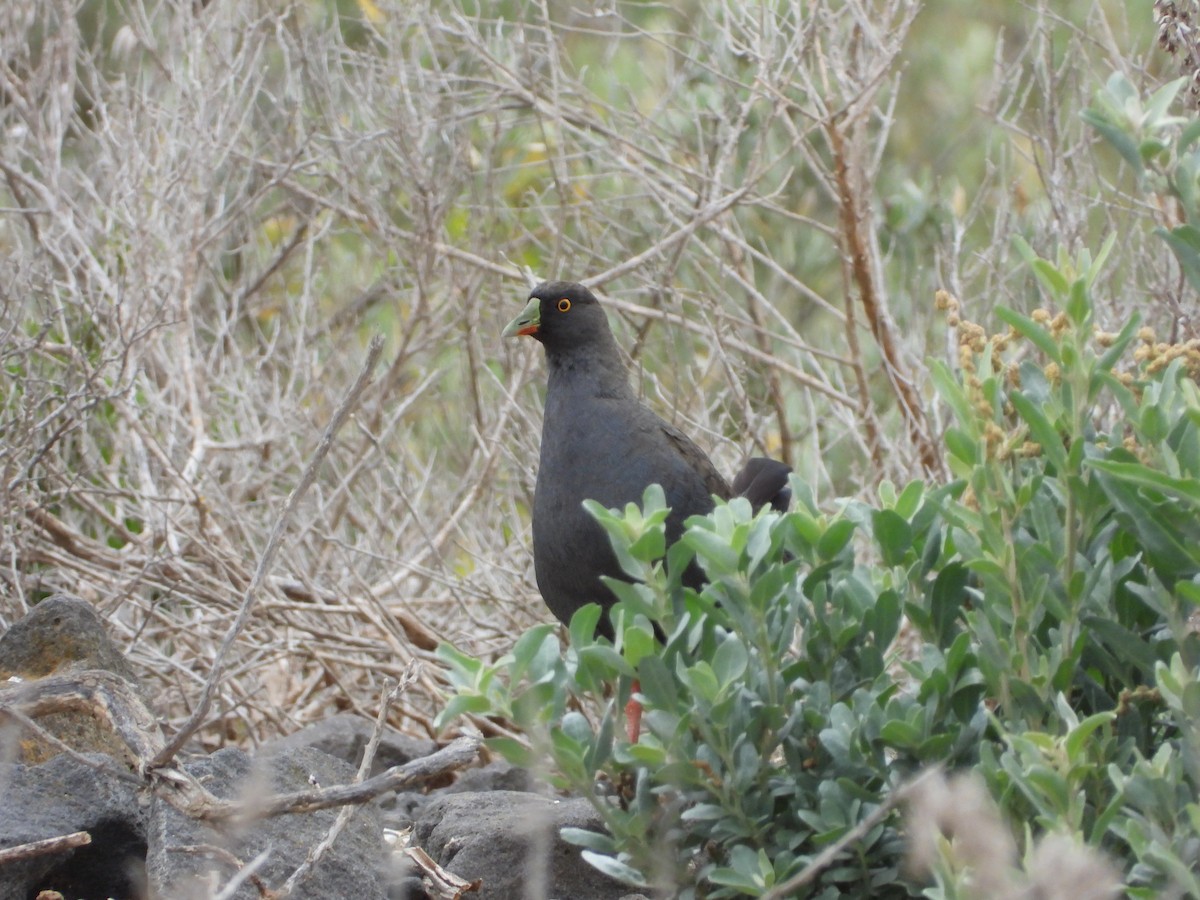 Black-tailed Nativehen - ML647337743