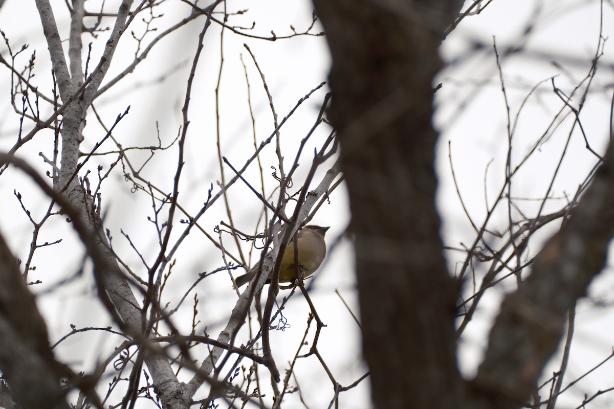Cedar Waxwing - ML647337747