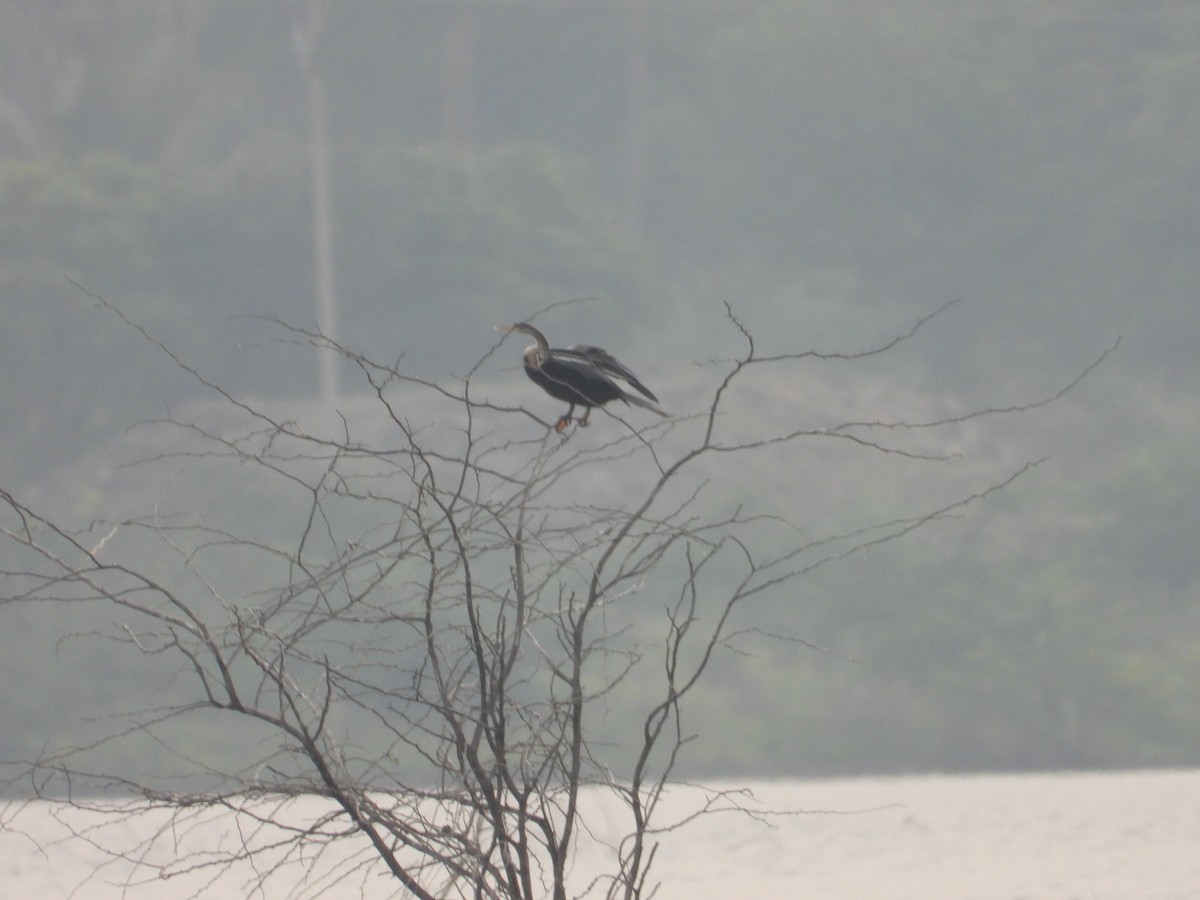 Oriental Darter - ML647337752