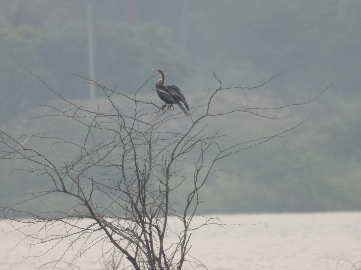 Oriental Darter - ML647337753