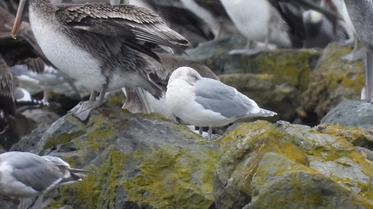 Beringmöwe - ML647337756