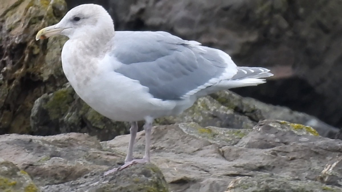 Beringmöwe - ML647337757