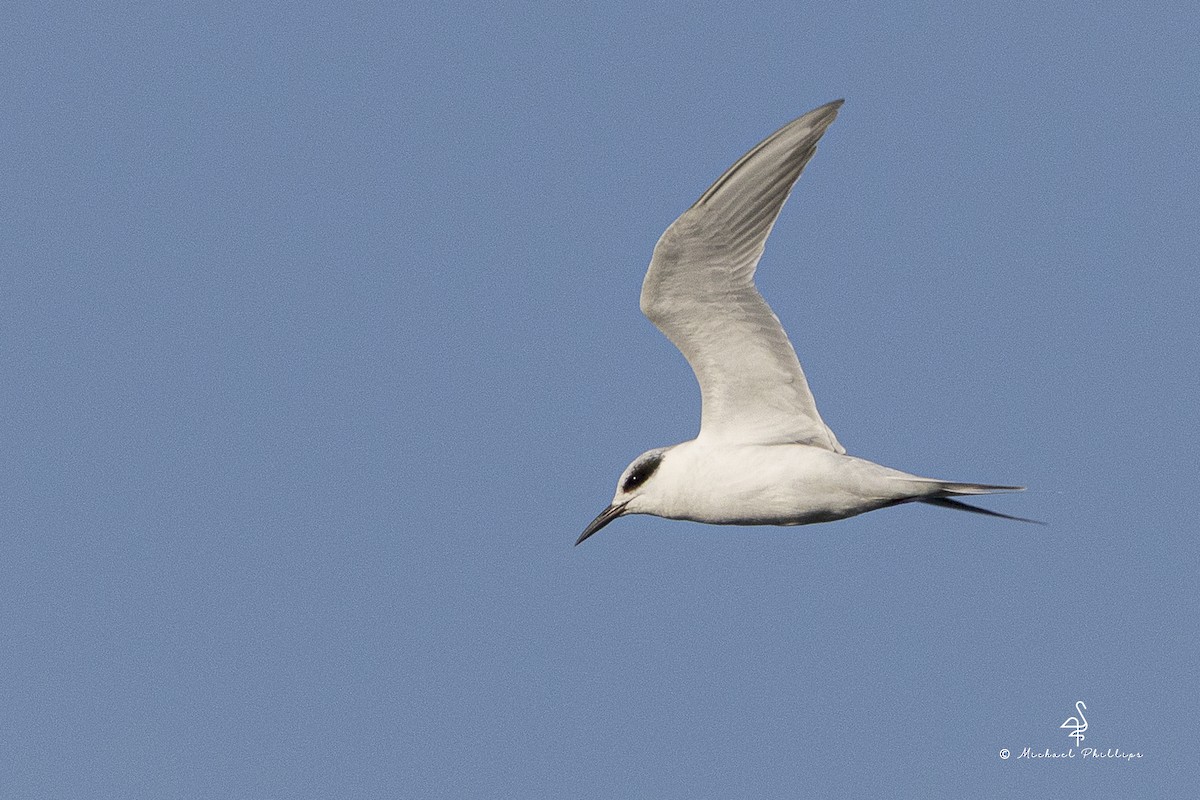 Forster's Tern - ML647337760