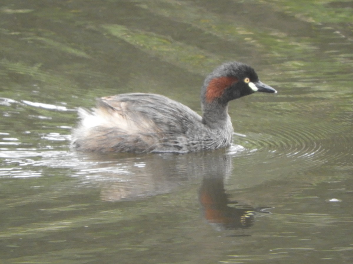 Australasian Grebe - ML647337769