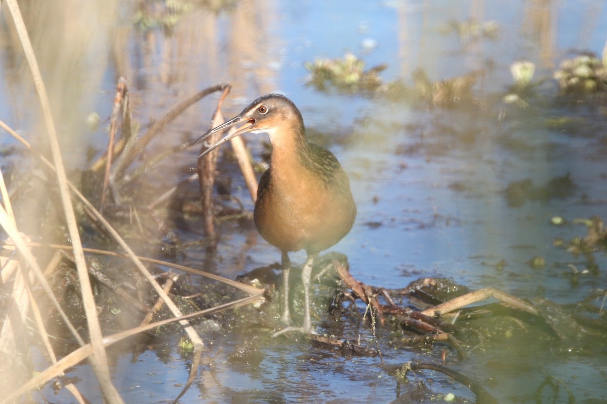 Râle élégant - ML647337776