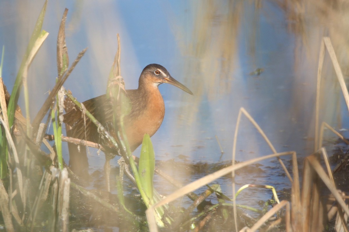 Râle élégant - ML647337777