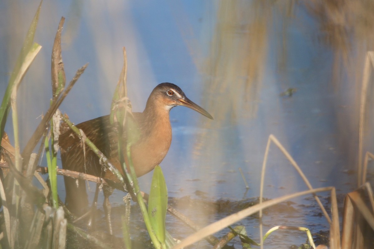 Râle élégant - ML647337778