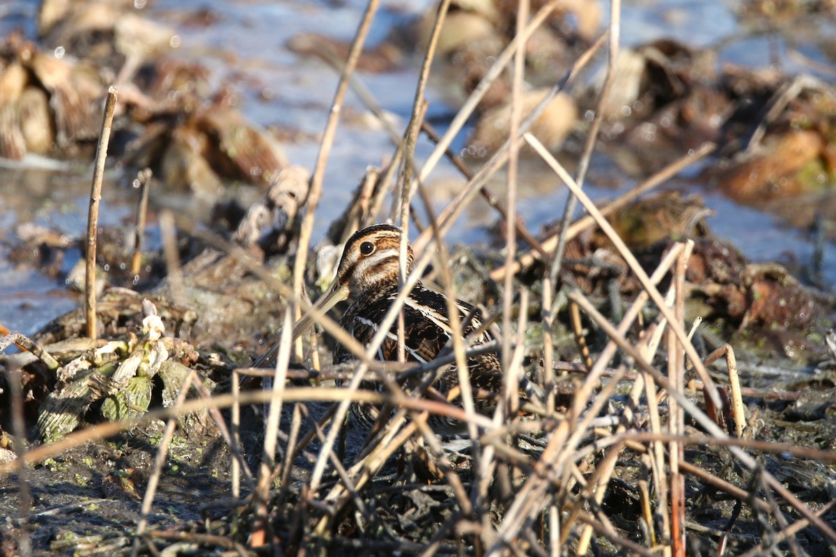 Bécassine de Wilson - ML647337784