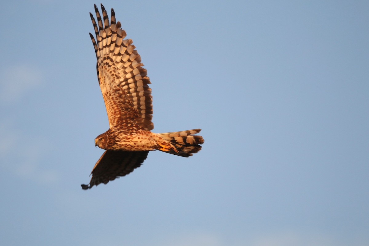 Mirotz zuri iparramerikarra - ML647337791