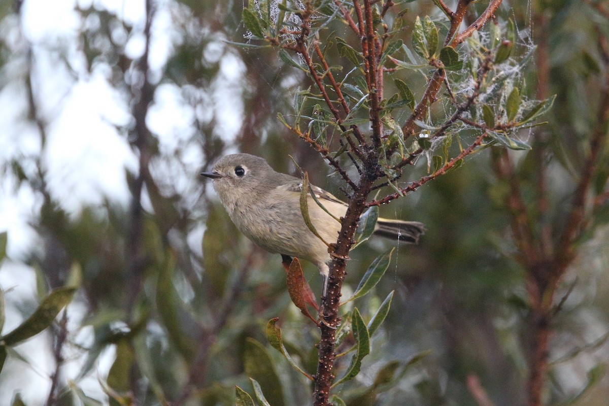 Roitelet à couronne rubis - ML647337793