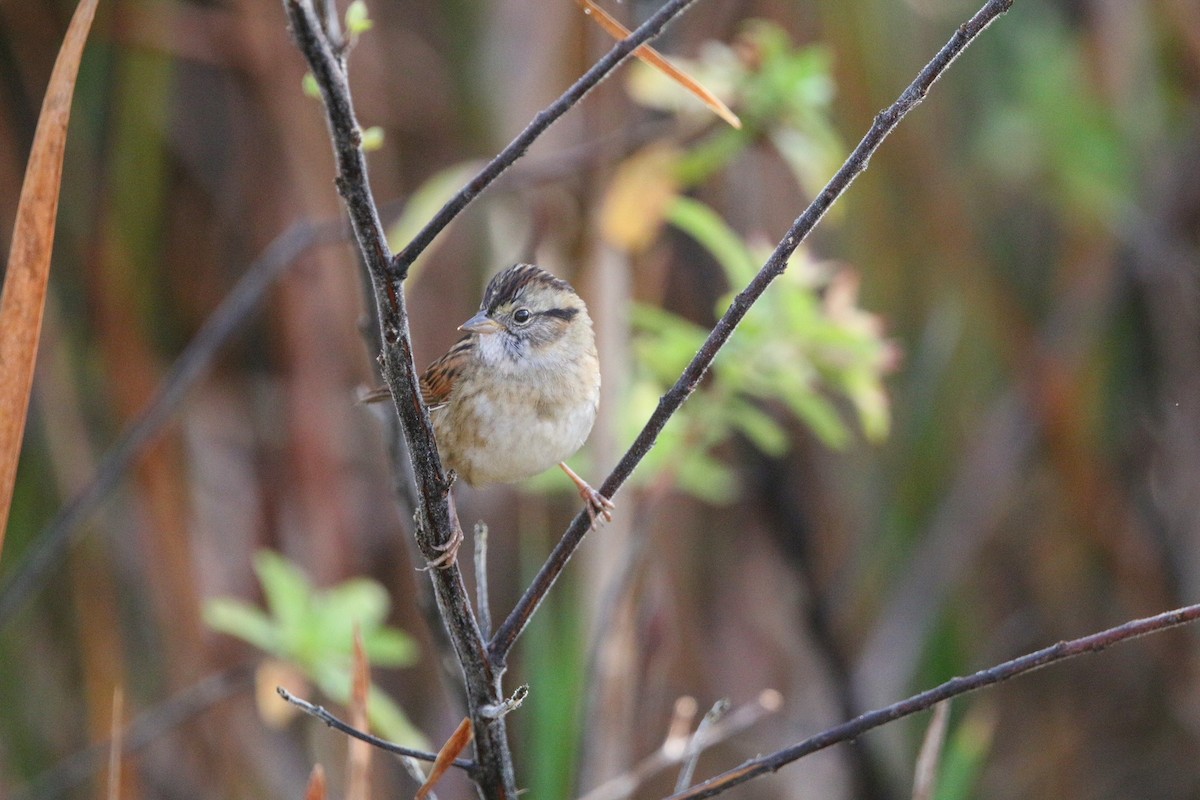 Bruant des marais - ML647337799