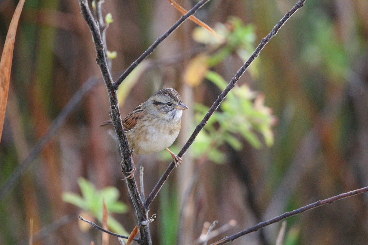 Bruant des marais - ML647337800