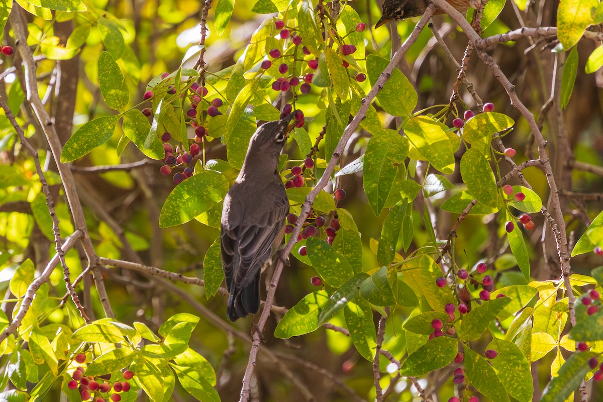 American Robin - ML647337803
