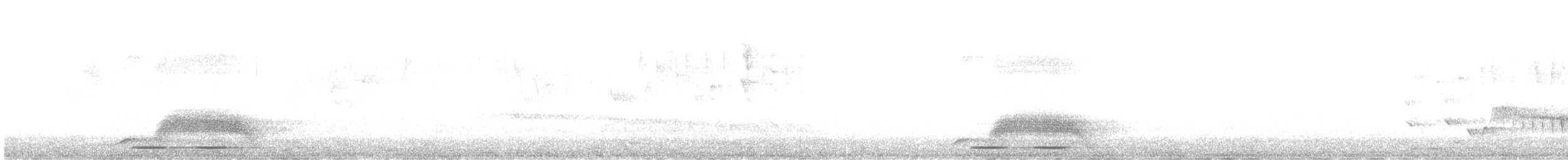 Ethiopian Boubou - ML647337816