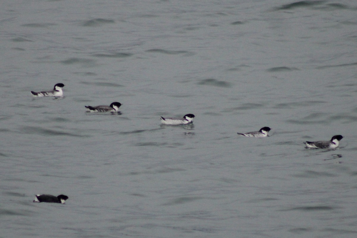 Ancient Murrelet - ML647337822